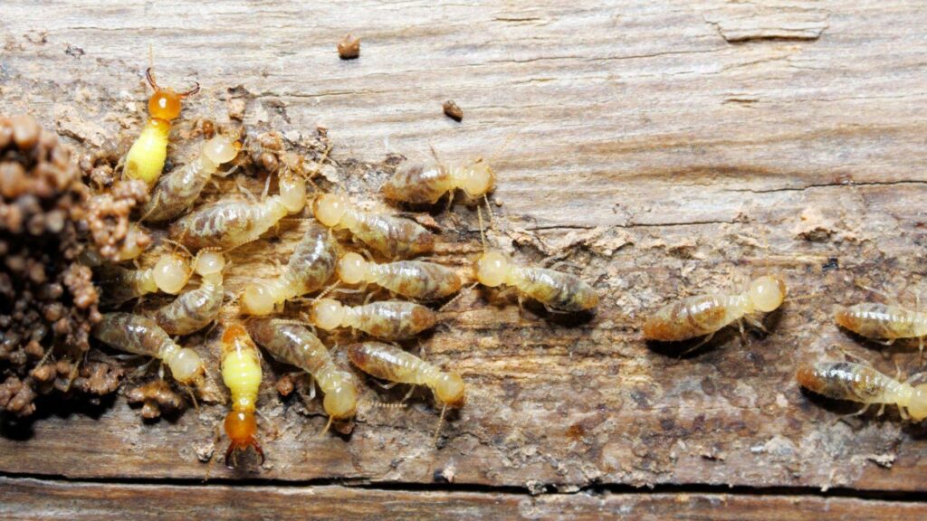 Comprehensive Pest and Termite Treatment Services for Sydney Homeowners