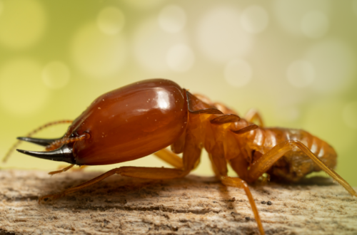 The Top Benefits of Pest Control Services Sydney for Your Business