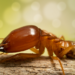 The Top Benefits of Pest Control Services Sydney for Your Business