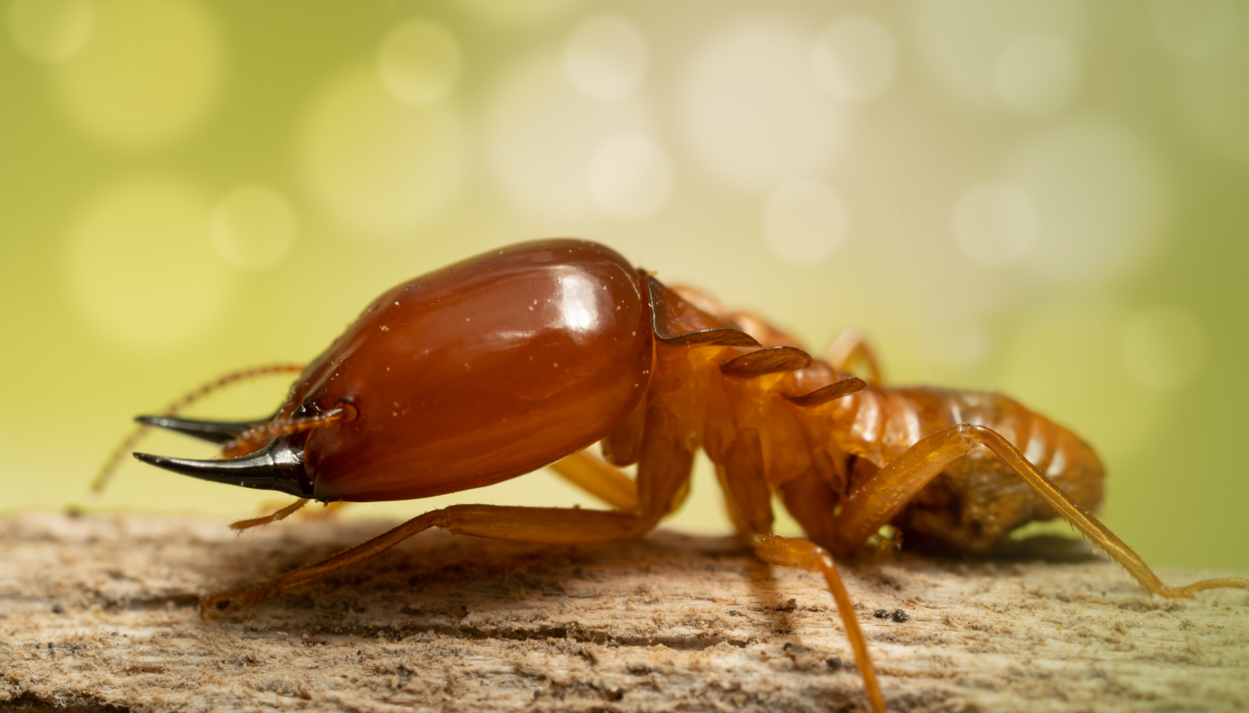 The Top Benefits of Pest Control Services Sydney for Your Business