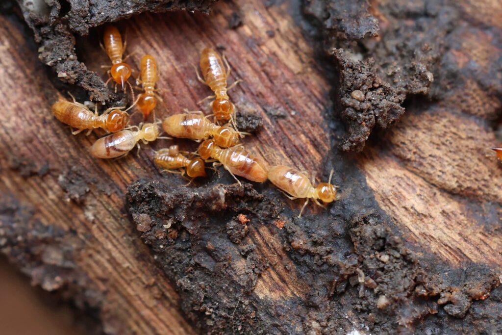 Comprehensive Pest and Termite Treatment Services for Sydney Homeowners