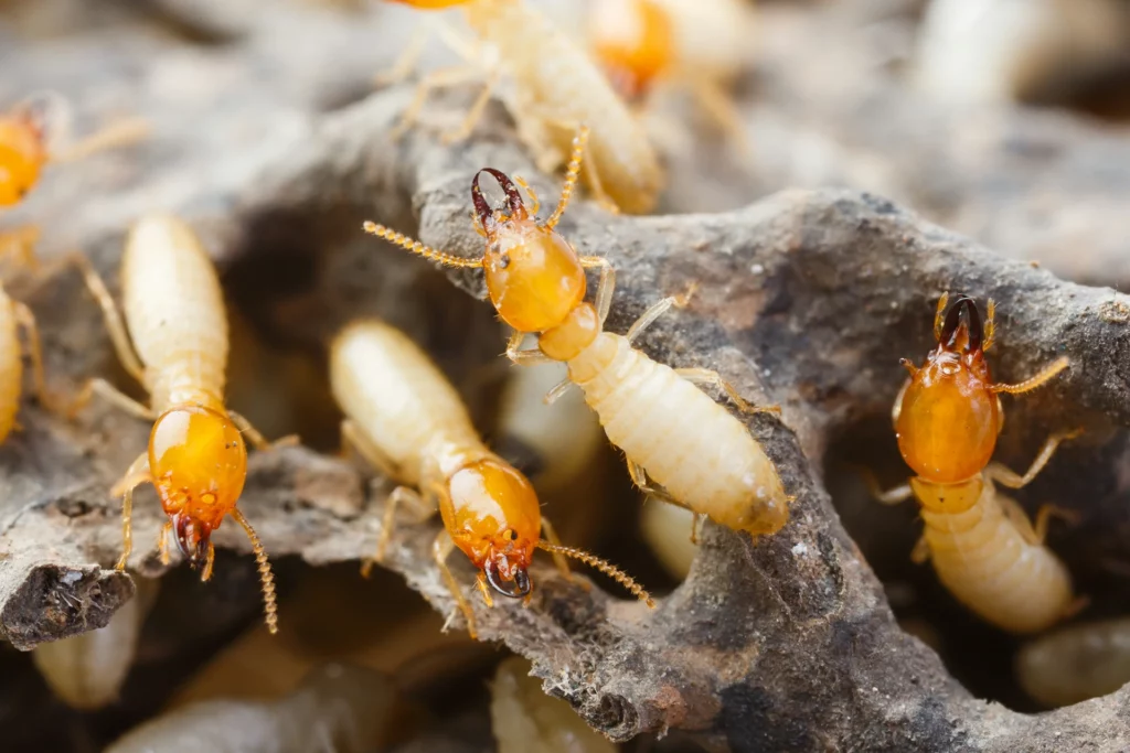 The Top Benefits of Pest Control Services Sydney for Your Business