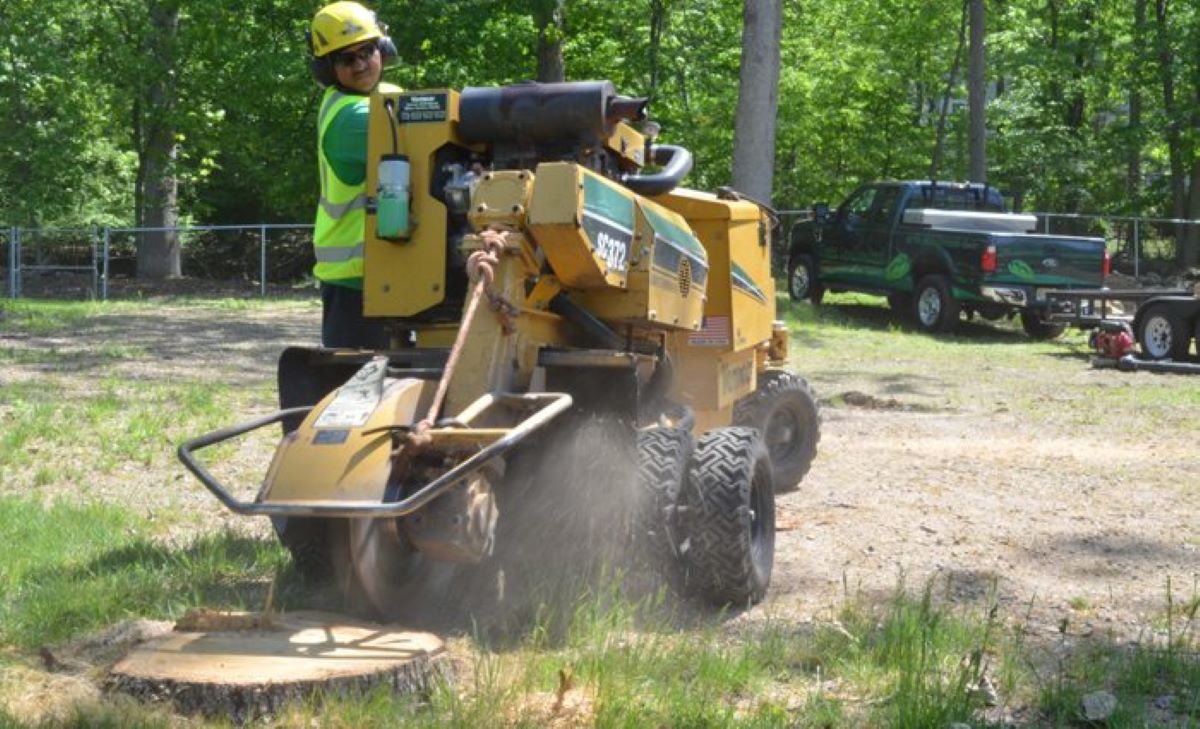 Stump Grinding Cost: What You Need to Know Before Hiring