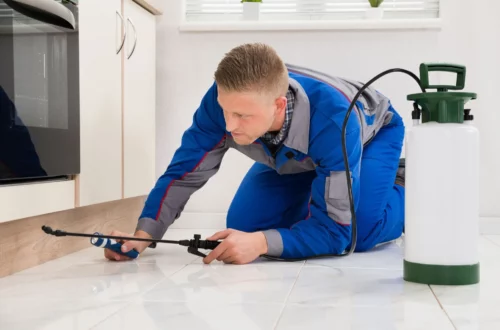Termite Inspection Blue Mountains: Local Experts You Can Rely On