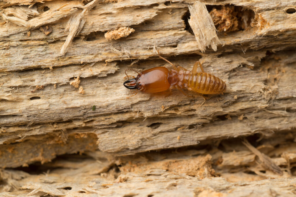 Installing a Termite Barrier Sydney: What Homeowners Should Know


