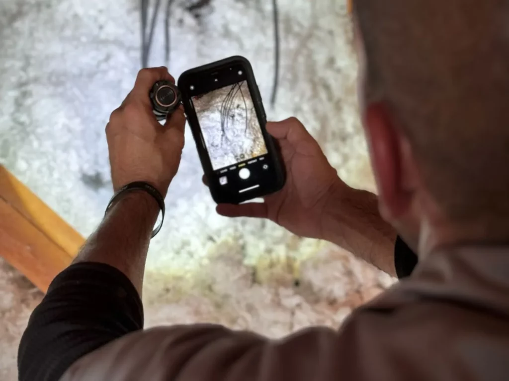 Termite Inspection Blue Mountains: Local Experts You Can Rely On

