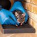 mice removal Sydney